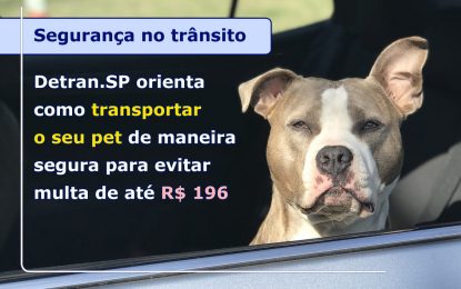 DETRAN.SP ORIENTA COMO TRANSPORTAR O SEU PET DE MANEIRA SEGURA PARA EVITAR MULTA DE ATÉ R$ 196